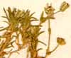 Stellaria biflora L., närbild x8