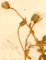 Stellaria cerastoides L., blomställning x8