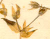 Stellaria dichotoma L., blomställning x8