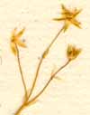 Stellaria friesiana Ser., inflorescens x8