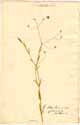 Stellaria graminea L., front