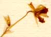 Stellaria graminea L., inflorescens x8