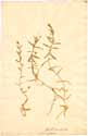 Stellaria graminea L., framsida