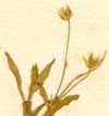 Stellaria graminea L., blomställning x8