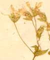 Stellaria nemorum L., inflorescens x6
