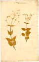 Stellaria nemorum L., framsida
