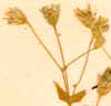 Stellaria nemorum L., blomställning x6