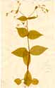 Stellaria nemorum L., framsida