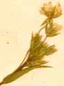 Stellaria sp., blomställning x6