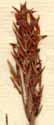 Struthiola erecta L., blommor x8