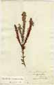 Struthiola virgata  L. var. ciliata, front