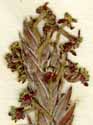 Struthiola virgata  L. var. ciliata, flowers x8