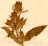 Swertia corniculata L., inflorescens x7