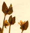 Swertia dichotoma L., blomställning x8