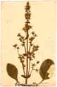 Swertia perennis L., framsida