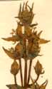 Swertia perennis L., inflorescens x6