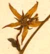 Swertia perennis L., blomma x8