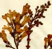 Syringa persica L., blomställning x4