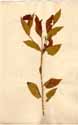 Tabernaemontana alternifolia L., framsida