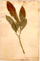 Tabernaemontana citrifolia L., front