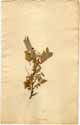 Tamarindus indicus L., framsida