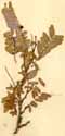 Tamarindus indicus L., close-up x2