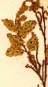 Tamarix gallica L., blomställning x8