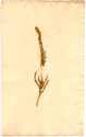 Tamerix germanica L., framsida