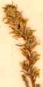Tamerix germanica L., blomställning x8