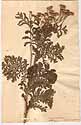 Tanacetum vulgare var. crispum L., front