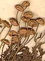 Tanacetum vulgare var. crispum L., inflorescens x8