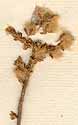 Tarchonanthus ericoides L.f., blomställning x8