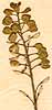 Teesdalia nudicaulis R. Br., frukter x8