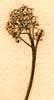 Teesdalia nudicaulis R. Br., blomställning x8