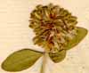 Telephium imperati L., flower x8