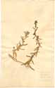 Tetragonia fruticosa L., framsida