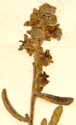 Tetragonia fruticosa L., blomställning x8