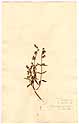 Teucrium asiaticum L., front