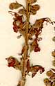 Teucrium betonicum L., blommor x8