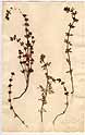 Teucrium campanulatum L., front