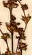 Teucrium campanulatum L., blomställning x8