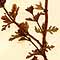 Teucrium campanulatum L., inflorescens x8