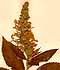 Teucrium canadensis L., blomställning x3