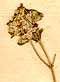 Teucrium capitatum L., blomställning x8