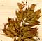Teucrium chamaedrys L., inflorescens x8