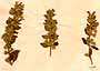 Teucrium chamaedrys L., inflorescens x4