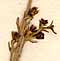 Teucrium creticum L., blomställning x8