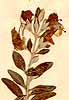 Teucrium fruticans L., inflorescens x5