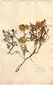 Teucrium montanum L., framsida