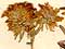 Teucrium montanum L., blomställning x6